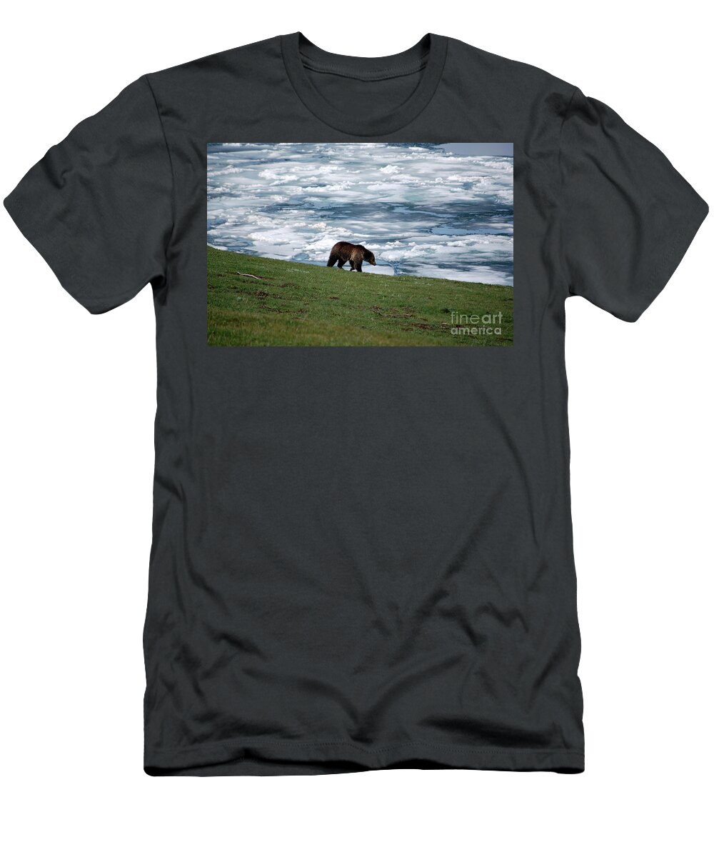 Grizzly T-Shirt featuring the photograph Grizzly Bear on Frozen Lake Yellowstone #2 by Shawn O'Brien