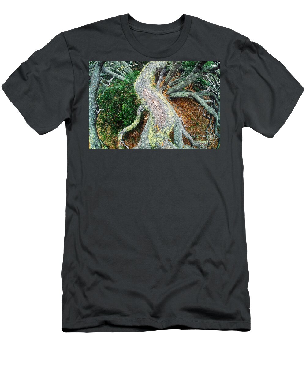 Koa Forest T-Shirt featuring the photograph Koa Forest #2 by Art Wolfe