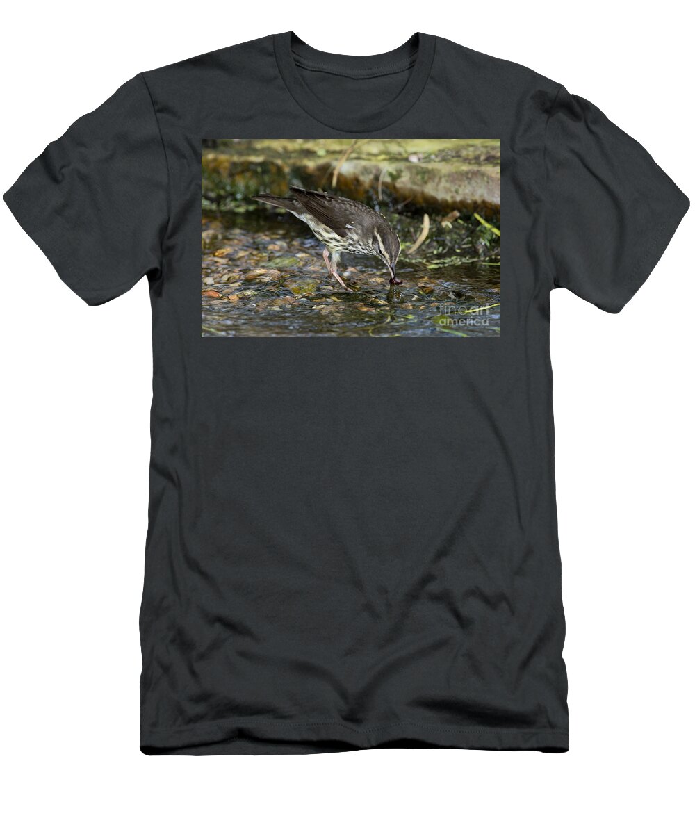 Northern Waterthrush T-Shirt featuring the photograph Northern Waterthrush #2 by Anthony Mercieca