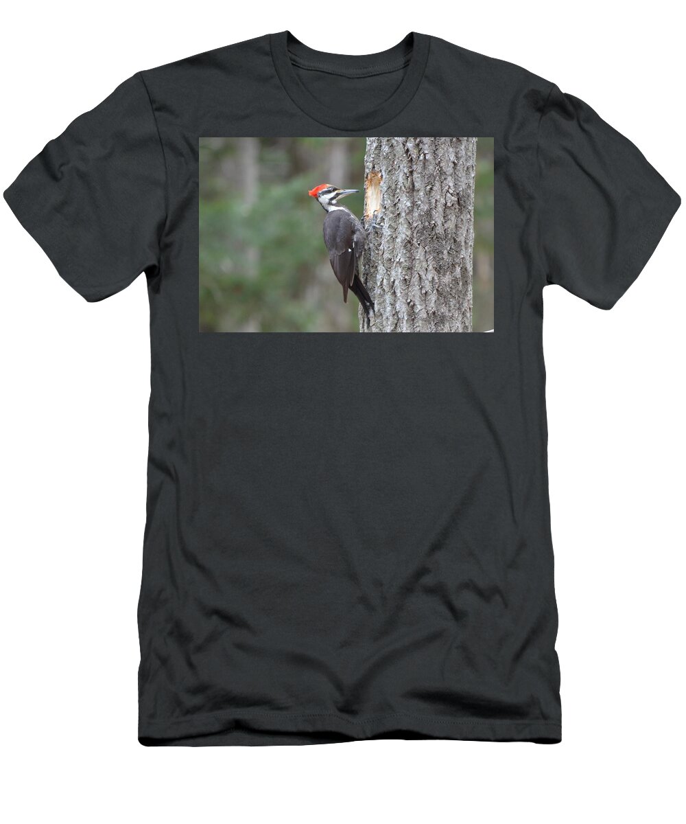 Pileated Woodpecker T-Shirt featuring the photograph Pileated Woodpecker #2 by James Petersen