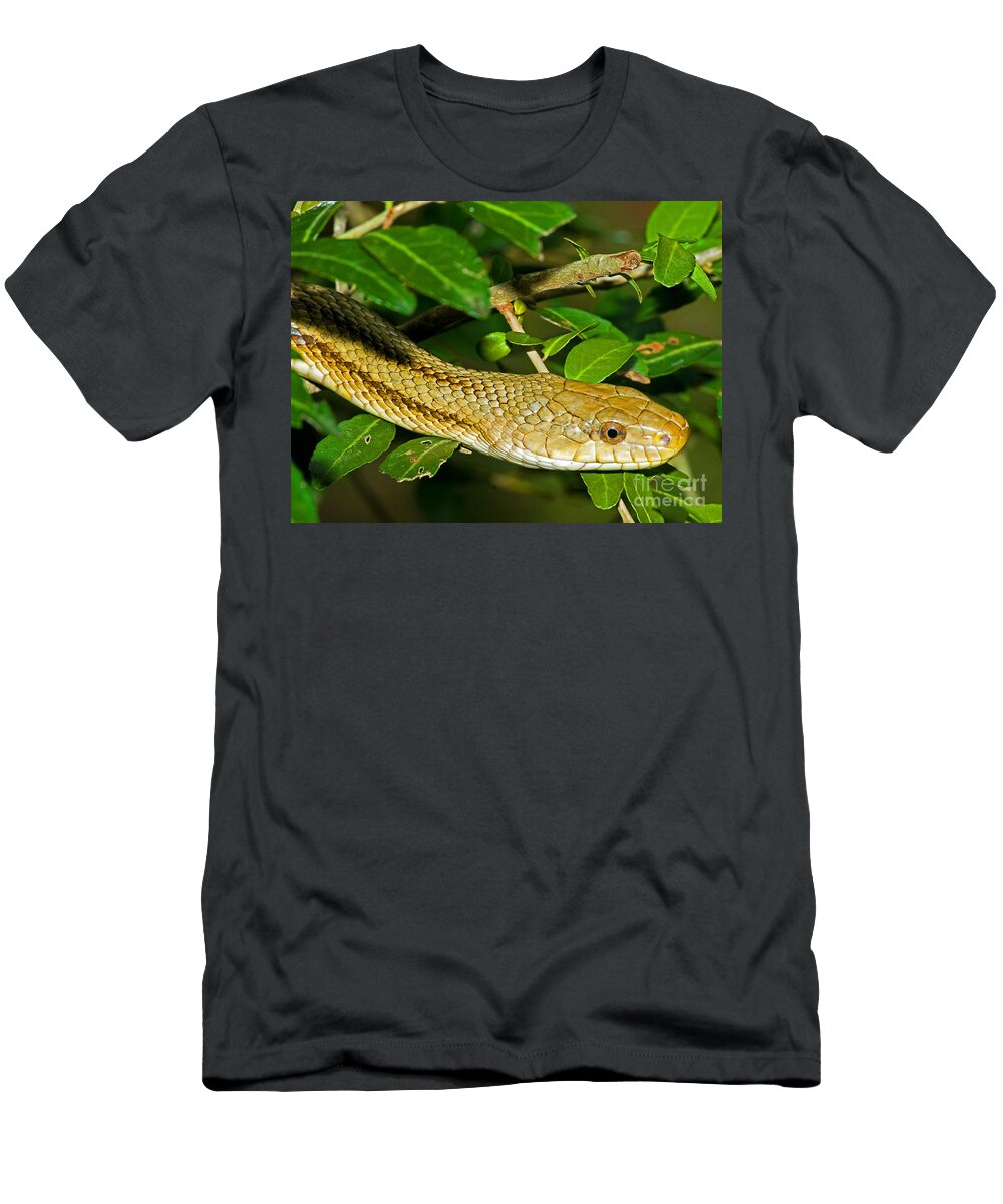 Nature T-Shirt featuring the photograph Yellow Rat Snake #2 by Millard H. Sharp