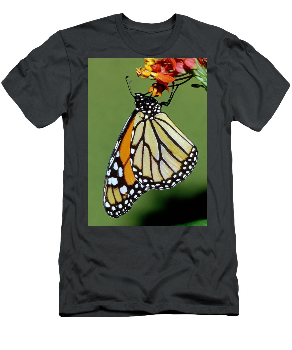 Monarch Butterfly T-Shirt featuring the photograph Monarch Butterfly #23 by Millard H. Sharp
