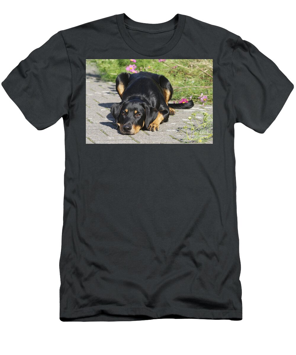 Beauceron-labrador T-Shirt featuring the photograph Beauceron Labrador Mix #3 by Brinkmann/Okapia