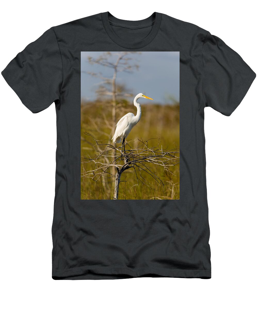 Egret T-Shirt featuring the photograph Great White Egret #3 by Raul Rodriguez
