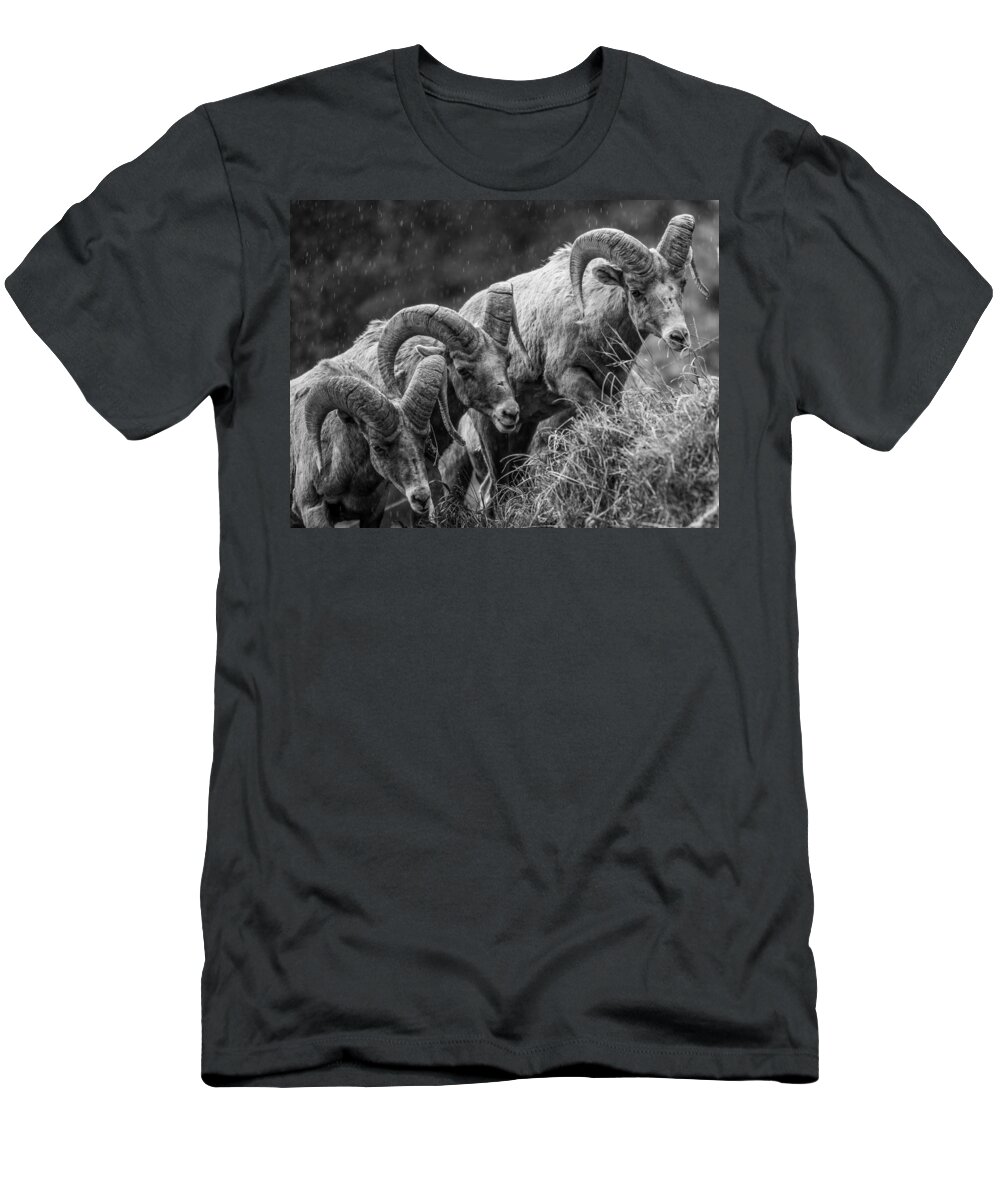 Big Horn Sheep T-Shirt featuring the photograph 3 Kings by Kevin Dietrich
