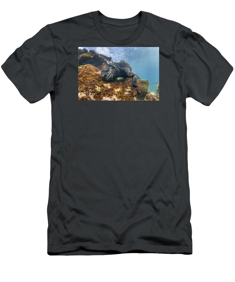 Tui De Roy T-Shirt featuring the photograph Marine Iguana Feeding On Algae Punta by Tui De Roy