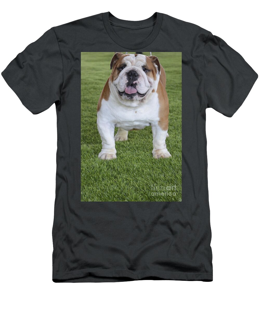 English Bulldog T-Shirt featuring the photograph English Bulldog #4 by Amir Paz