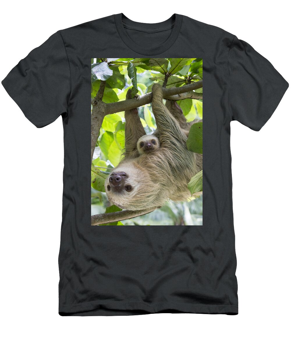 Suzi Eszterhas T-Shirt featuring the photograph Hoffmanns Two-toed Sloth And Old Baby #4 by Suzi Eszterhas