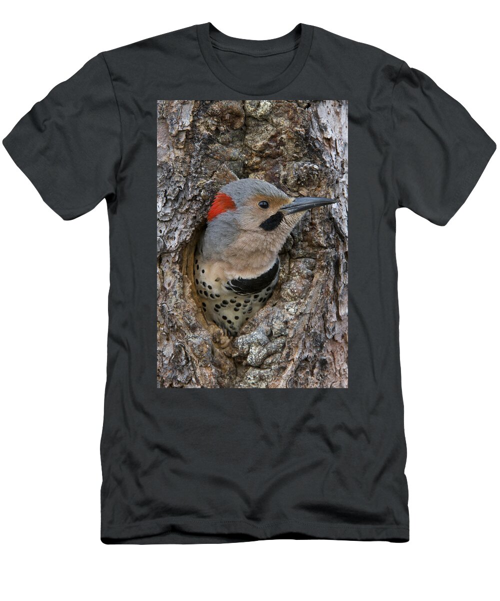 Michael Quinton T-Shirt featuring the photograph Northern Flicker In Nest Cavity Alaska by Michael Quinton