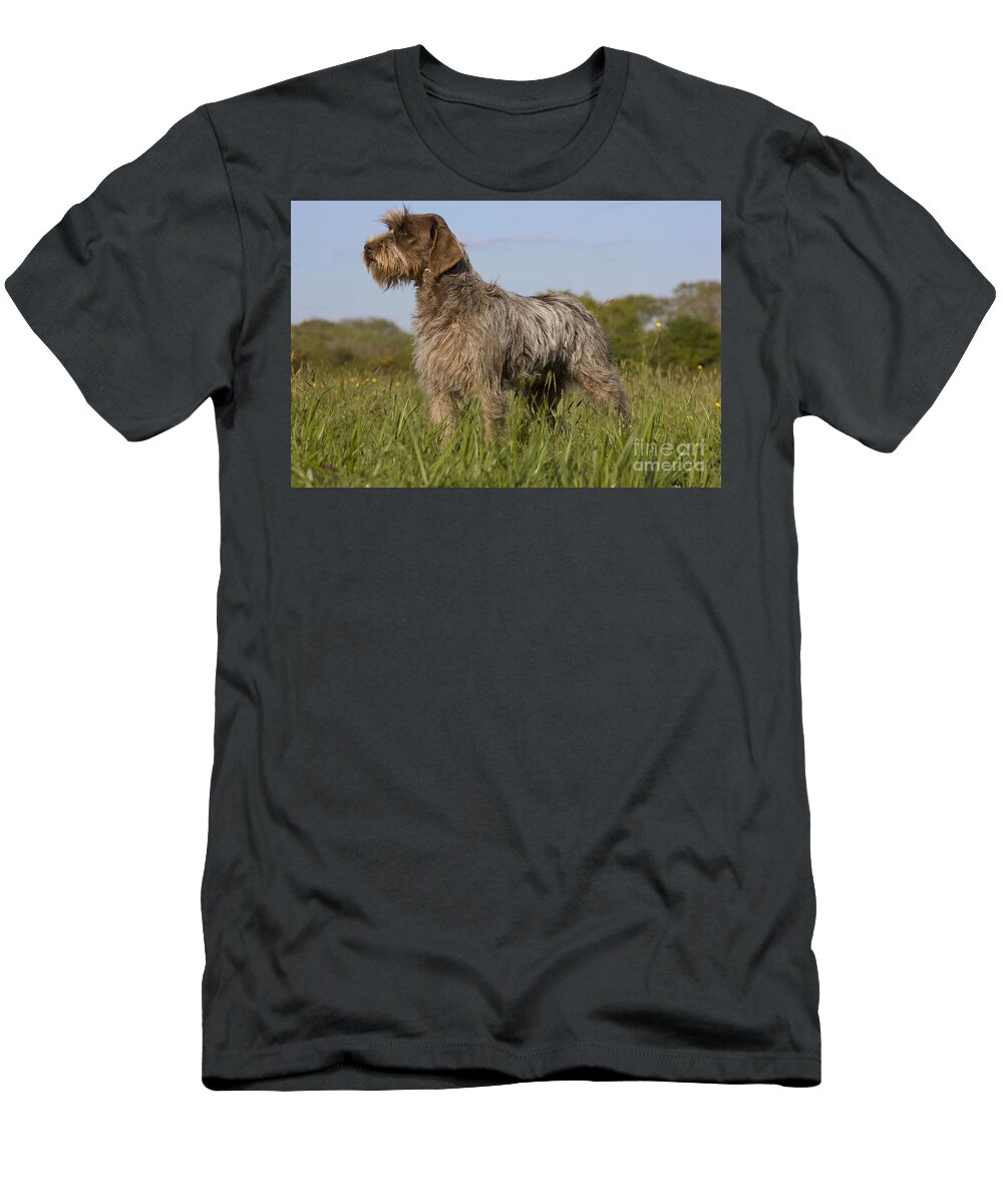 Dog T-Shirt featuring the photograph Wire-haired Pointing Griffon #4 by Jean-Michel Labat