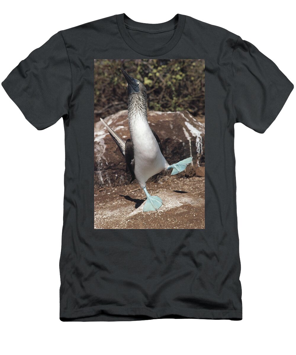 Feb0514 T-Shirt featuring the photograph Blue-footed Booby Courtship Dance #5 by Tui De Roy