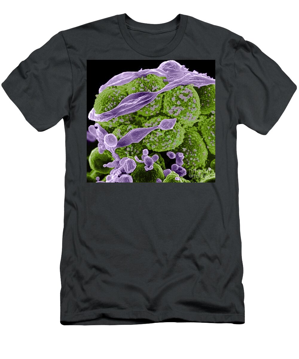 Microbiology T-Shirt featuring the photograph Methicillin-resistant Staphylococcus #61 by Science Source