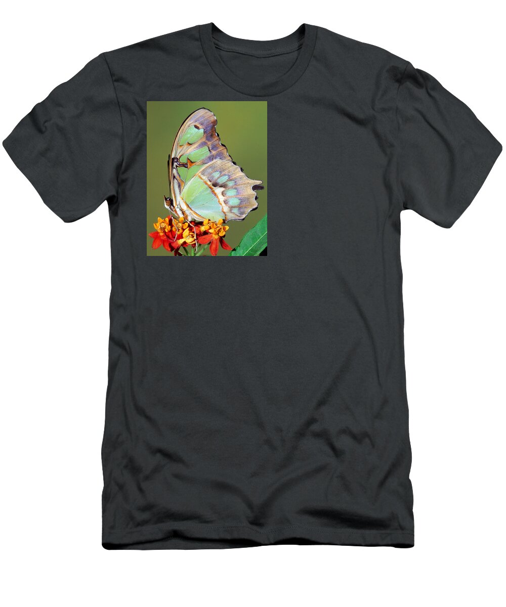 Malachite Butterfly T-Shirt featuring the photograph Malachite Butterfly #7 by Millard H Sharp