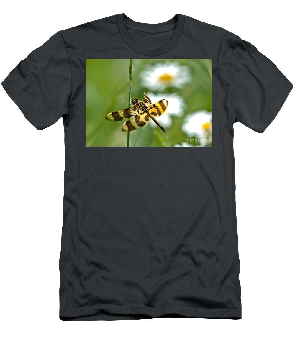 Halloween Pennant Dragonfly T-Shirt featuring the photograph A Dragonfly's Life by Cheryl Baxter