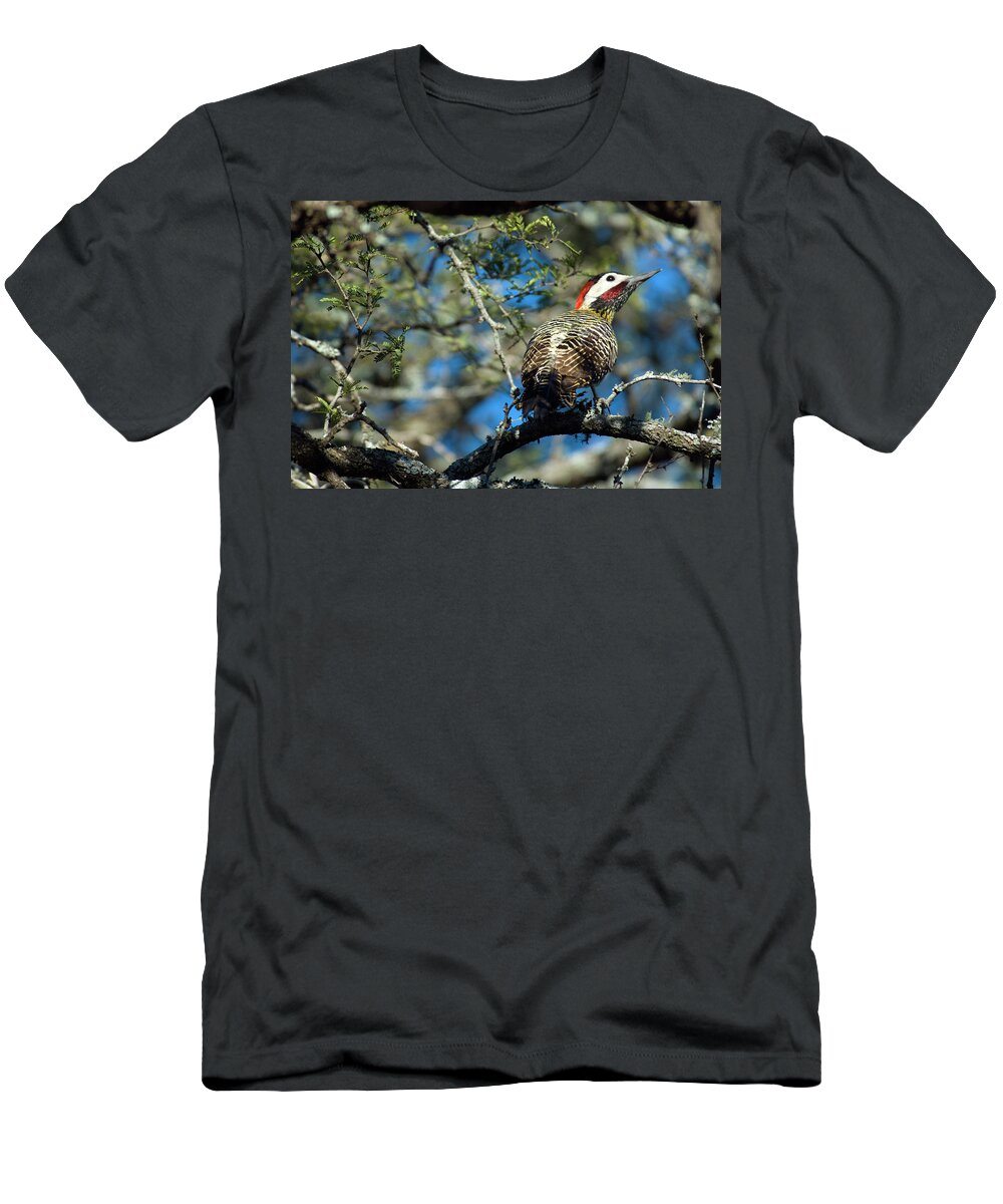 Argentina T-Shirt featuring the photograph A Green-barred Woodpecker Colaptes by Beth Wald