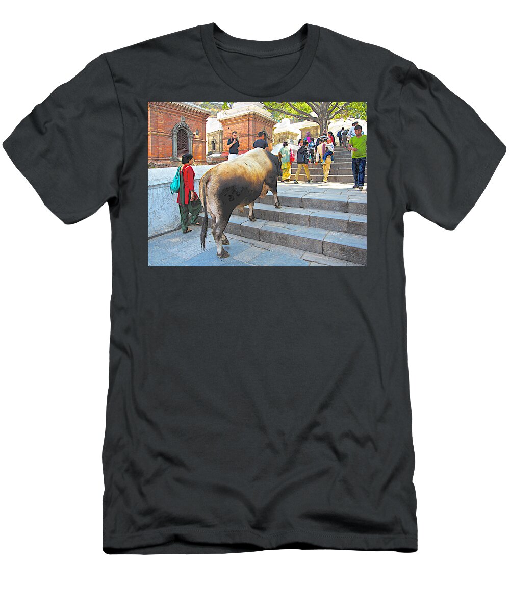 A Holy Cow Climbing Steps From Bagmati River In Kathmandu In Nepal T-Shirt featuring the photograph A Holy Cow Climbing Steps from Bagmati River in Kathmandu-Nepal by Ruth Hager