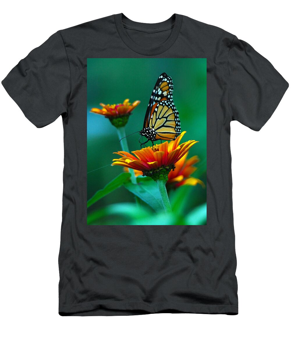 A Monarch Butterfly T-Shirt featuring the photograph A Monarch II by Raymond Salani III