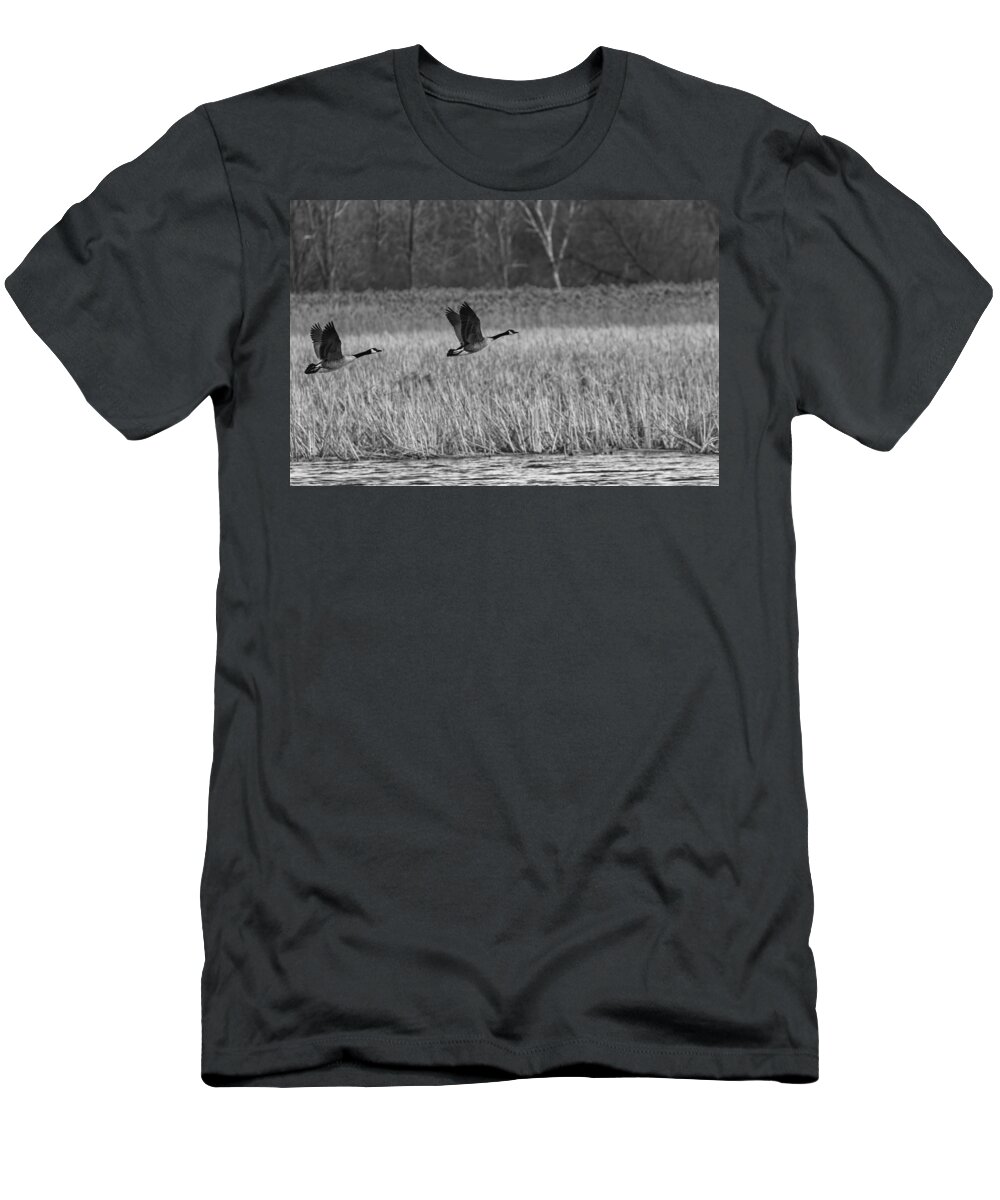 Pair Of Canada Geese T-Shirt featuring the photograph A Pair of Geese Leaving the Marsh in Black and White by Thomas Young