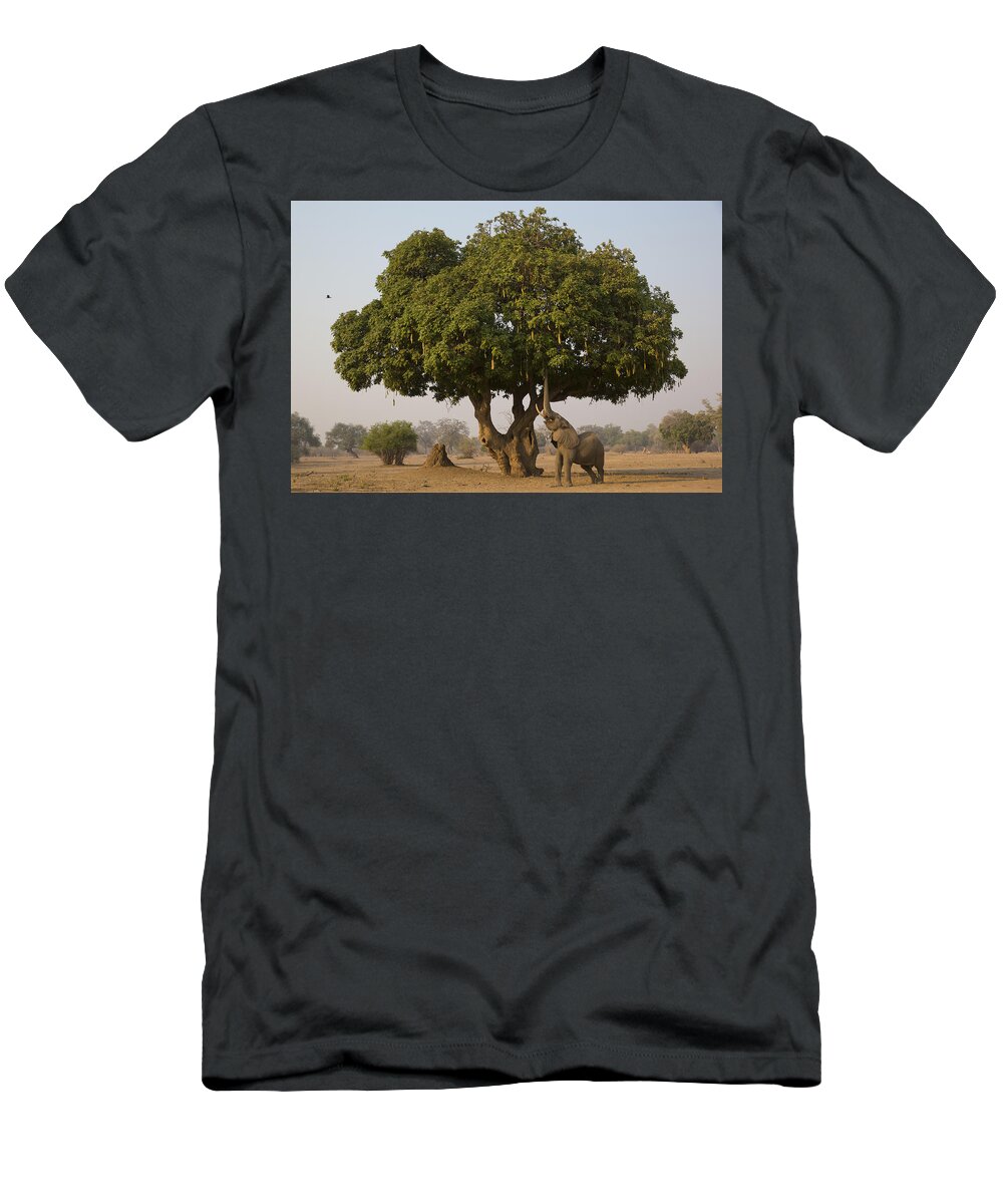 Nis T-Shirt featuring the photograph African Elephant Bull Browsing by Jez Bennett