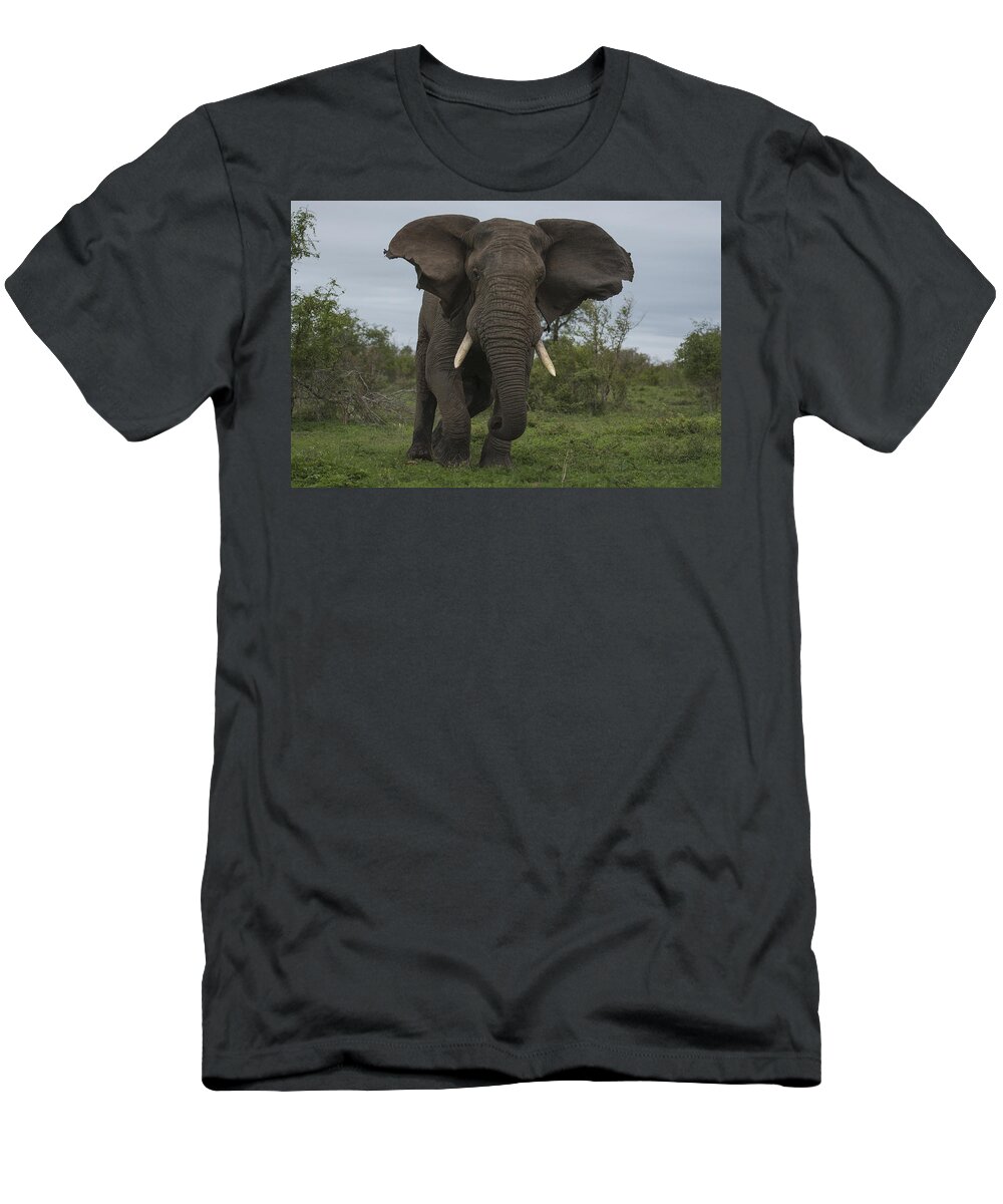 Sergey Gorshkov T-Shirt featuring the photograph African Elephant Charging Sabi-sands by Sergey Gorshkov