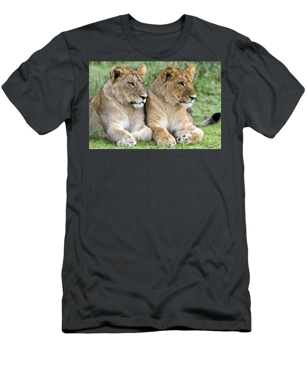 Nis T-Shirt featuring the photograph African Lion Juveniles Serengeti Np by Erik Joosten