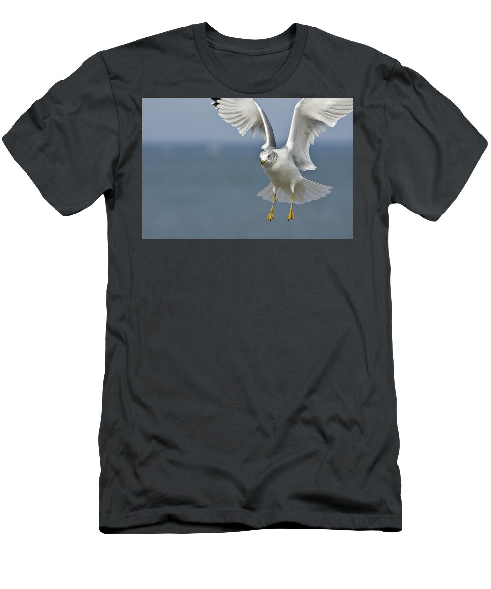Gull T-Shirt featuring the photograph Aloft by Carol Erikson