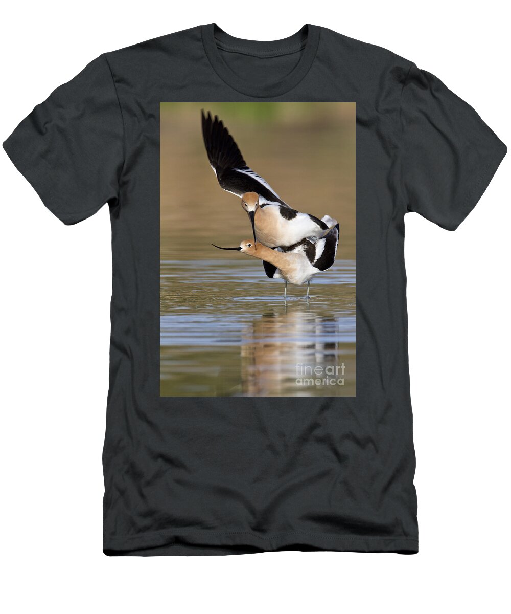 American Avocets T-Shirt featuring the photograph American Avocets by Bryan Keil