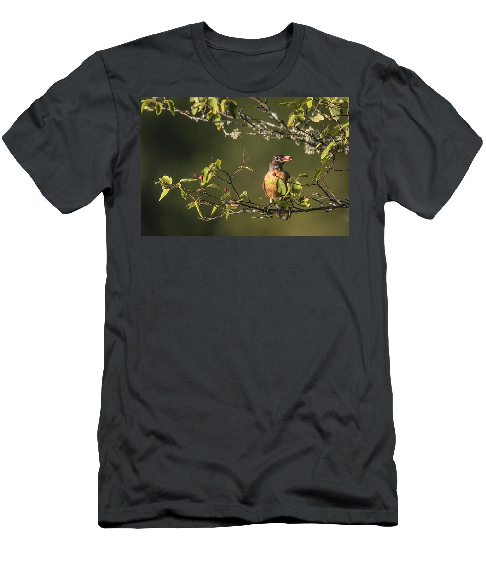 Adult T-Shirt featuring the photograph American Robin Eating June Berries by Linda Arndt