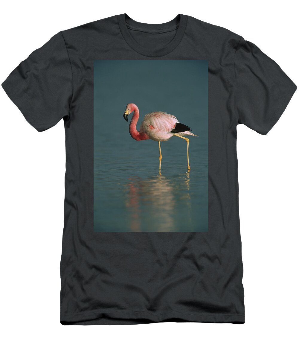 Feb0514 T-Shirt featuring the photograph Andean Flamingo Wading Laguna Blanca by Pete Oxford