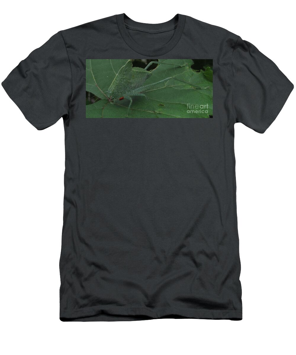 Cadydid Species Leaf Bugs Leaf Hoppers Grass Hoppers Leaf Insects Leafy Bug Rare Insects Maryland Insects Preserve Biodiversity Natural Design Images Nature Prints Entomology Photos Juvenile Angle Wing Katydid North American Katydids Maryland Katydids T-Shirt featuring the photograph Angle Wing Katydid by Joshua Bales