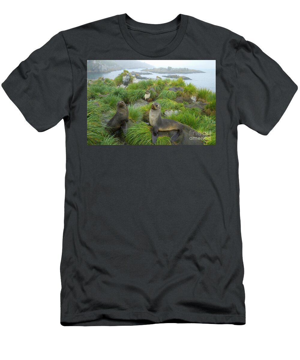 00345376 T-Shirt featuring the photograph Three Antarctic Fur Seals by Yva Momatiuk John Eastcott