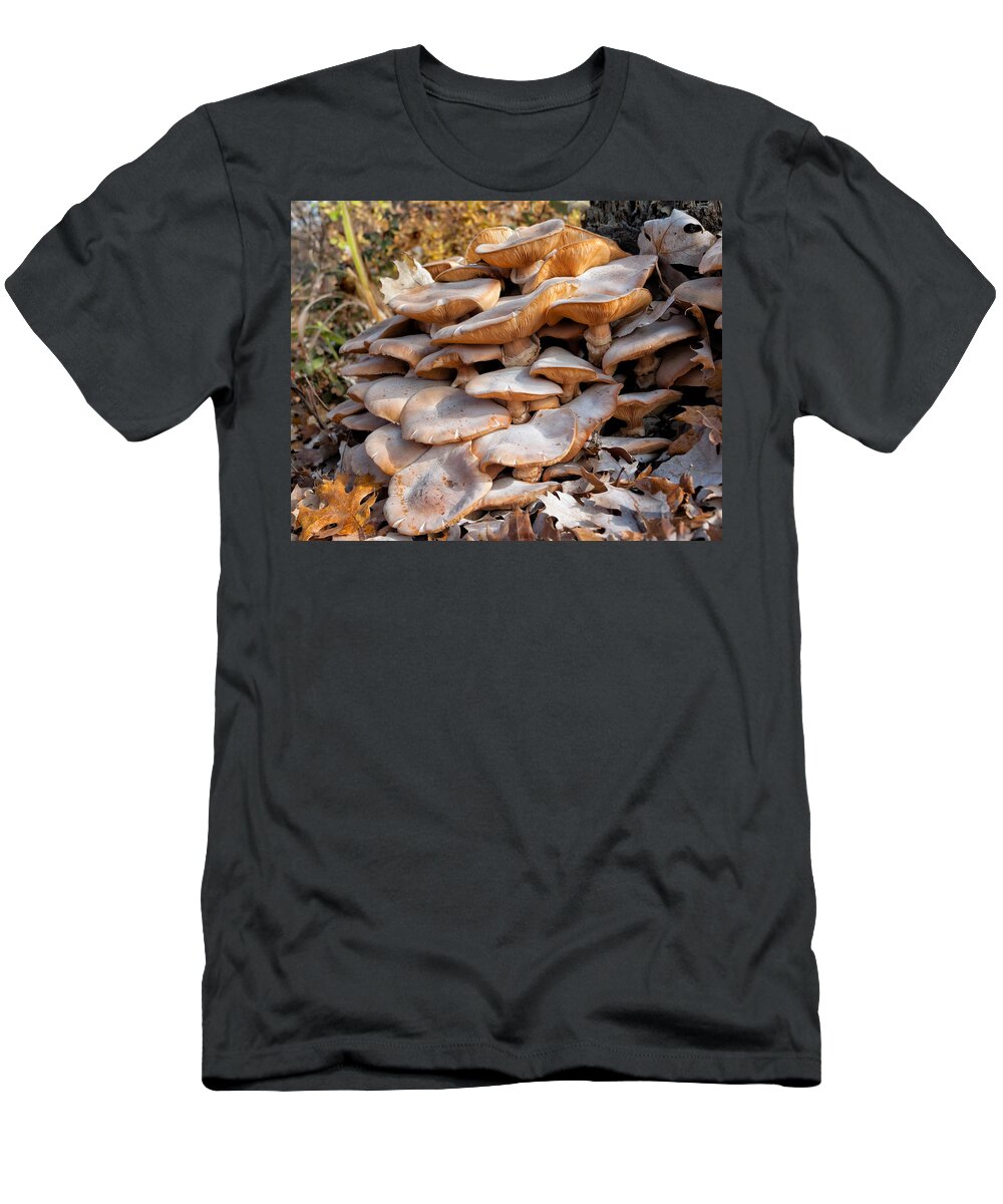 Stump T-Shirt featuring the photograph Armillaria Mellea by Kathleen Bishop