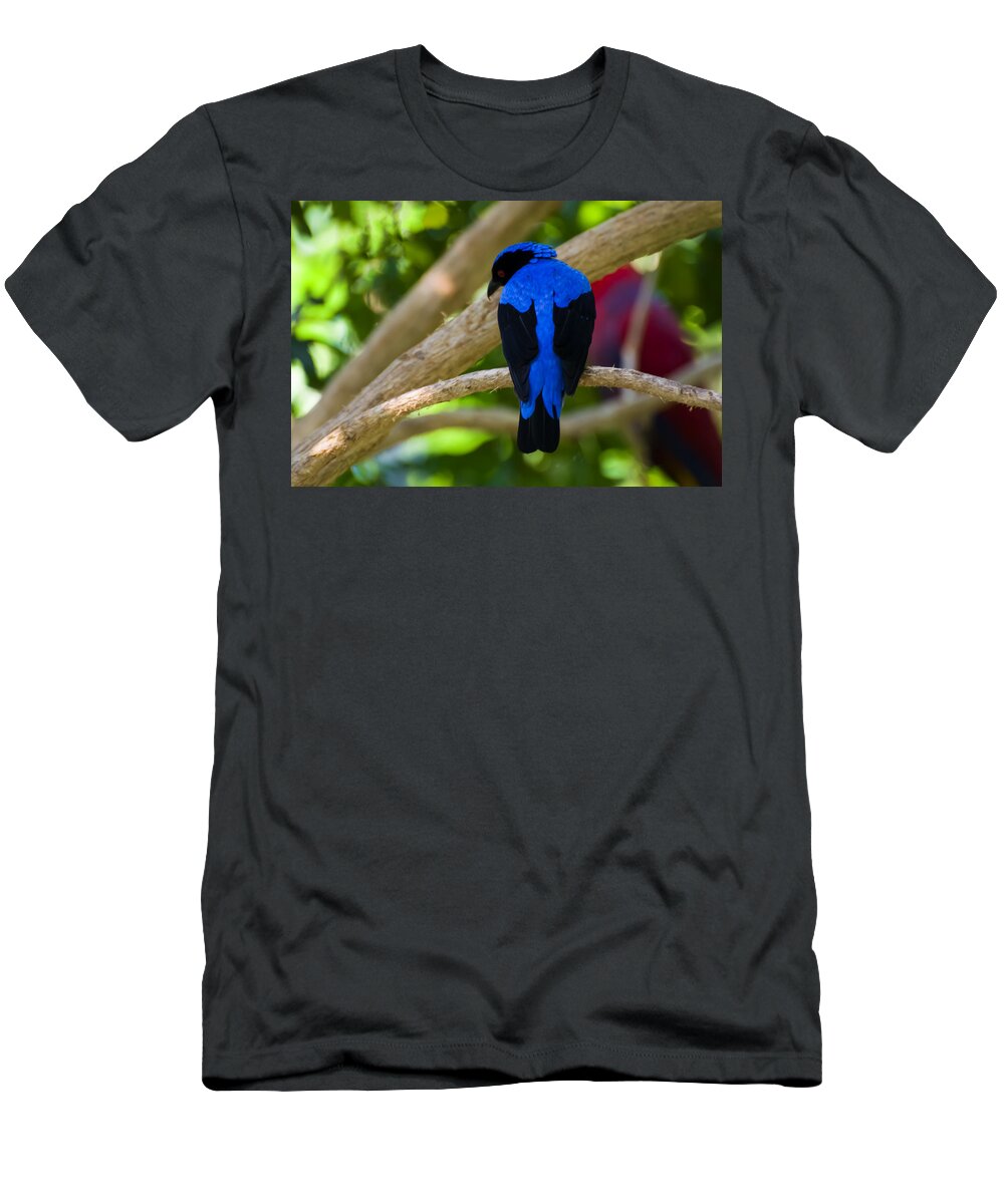 Asian Fairy Bluebird T-Shirt featuring the photograph Asian Fairy Bluebird by Flees Photos