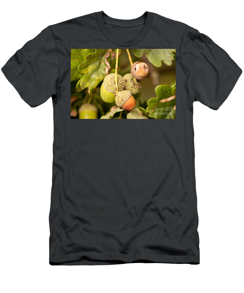 New T-Shirt featuring the photograph Autumn Acorns by Matt Malloy
