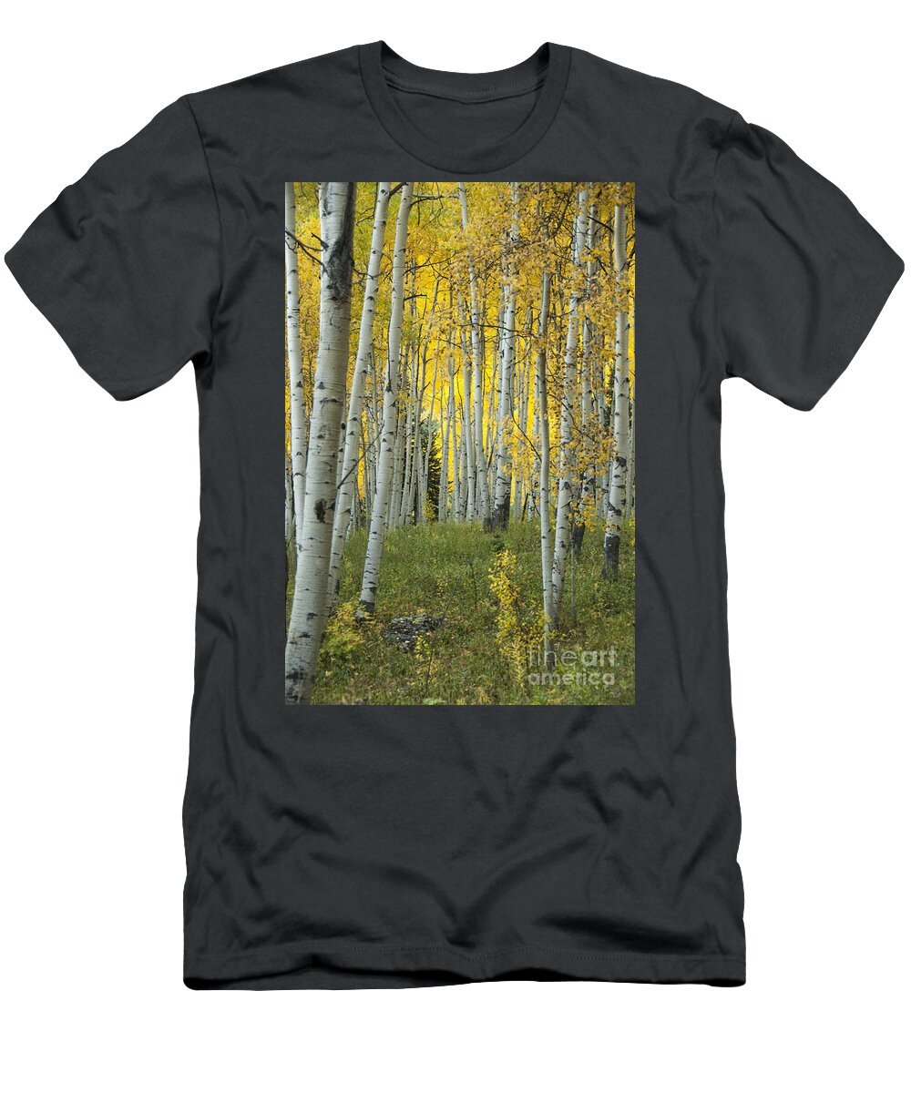 Alpine T-Shirt featuring the photograph Autumn in the Aspen Grove by Juli Scalzi