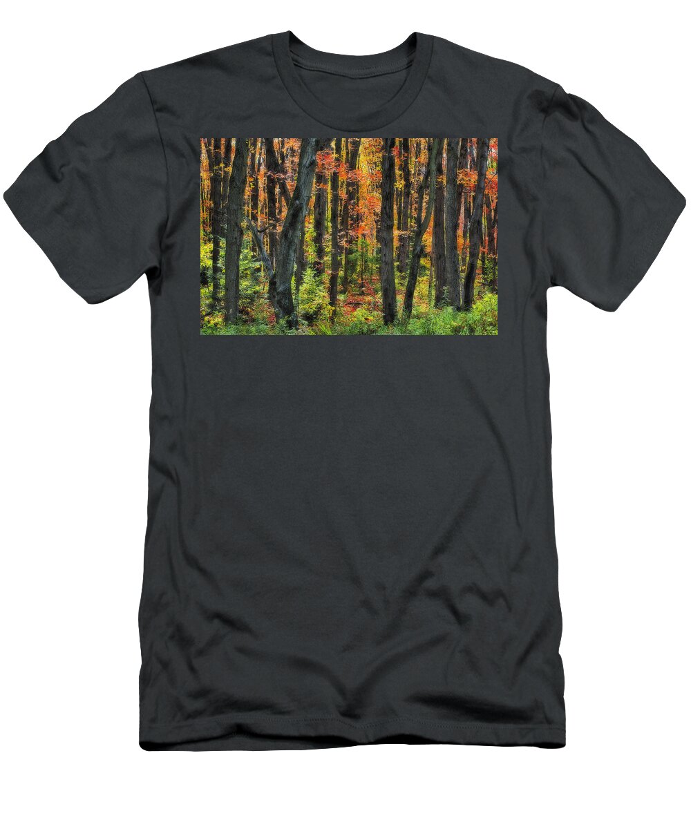 Algonquin Park T-Shirt featuring the photograph Autumn Sugar Maple, Yellow Birch And by Thomas Kitchin & Victoria Hurst