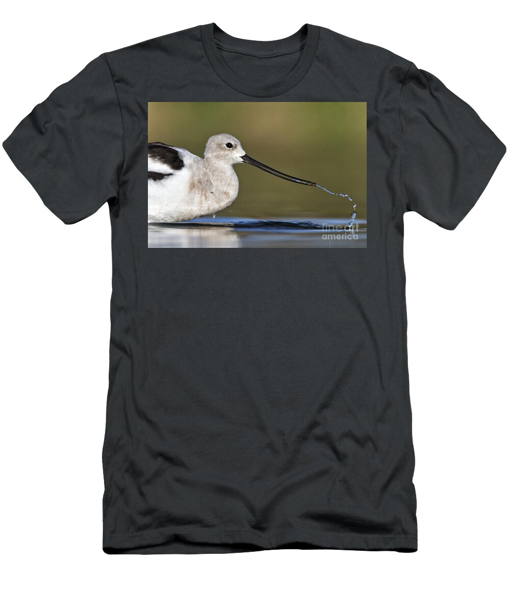 American Avocet T-Shirt featuring the photograph Avocet feeding by Bryan Keil
