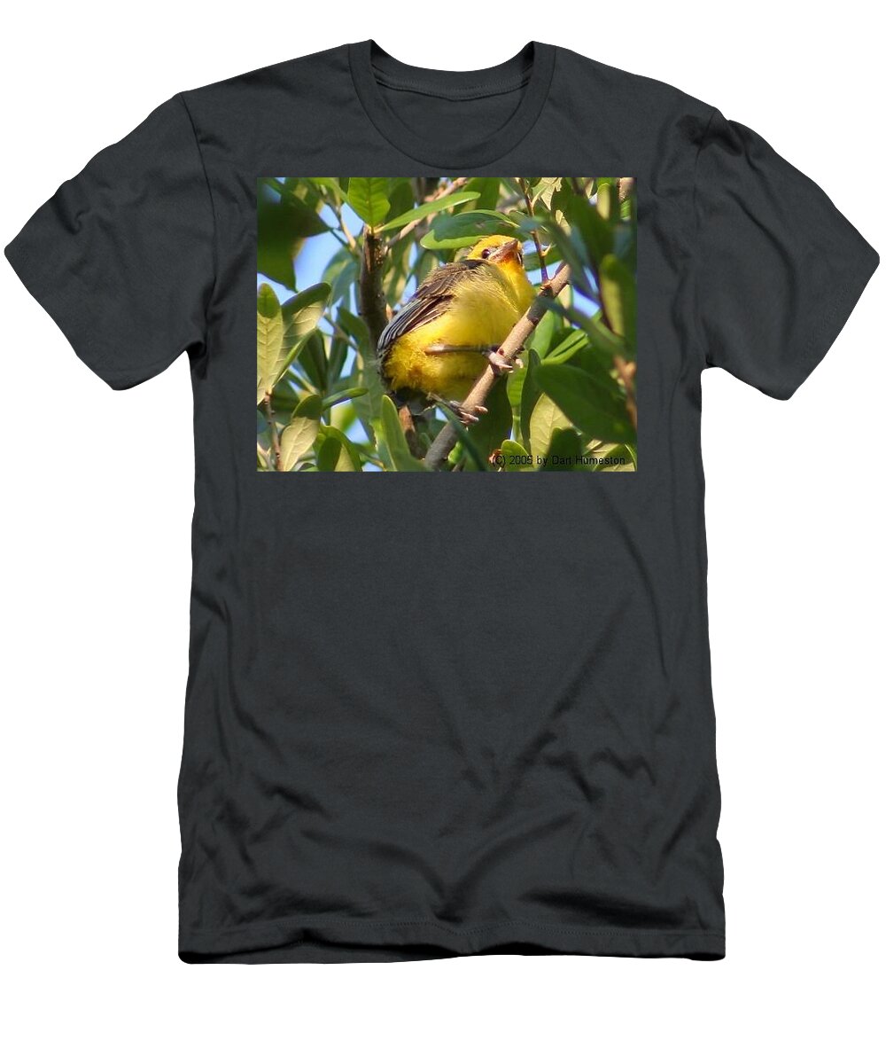 Birds T-Shirt featuring the photograph Baby Spot Breasted Oriole by Dart Humeston