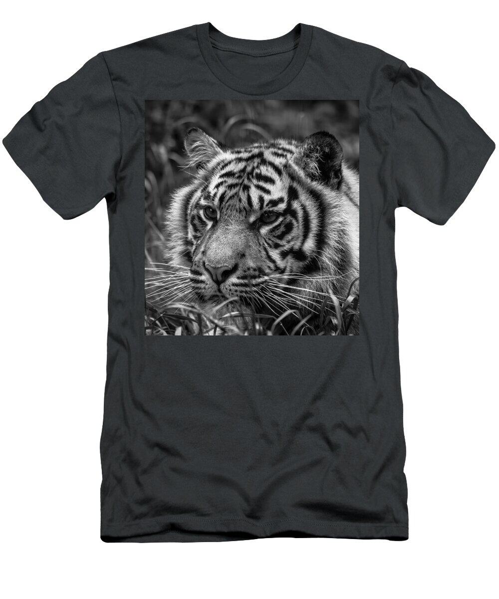 Tiger T-Shirt featuring the photograph Baby Stripes by Darren Wilkes