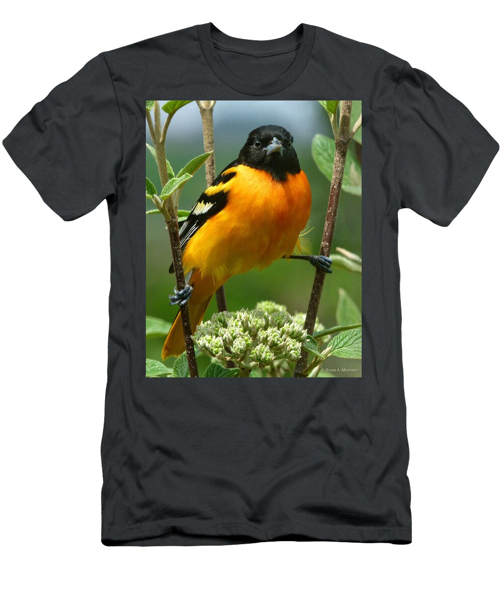 Oriole T-Shirt featuring the photograph Baltimore Oriole by Bruce Morrison