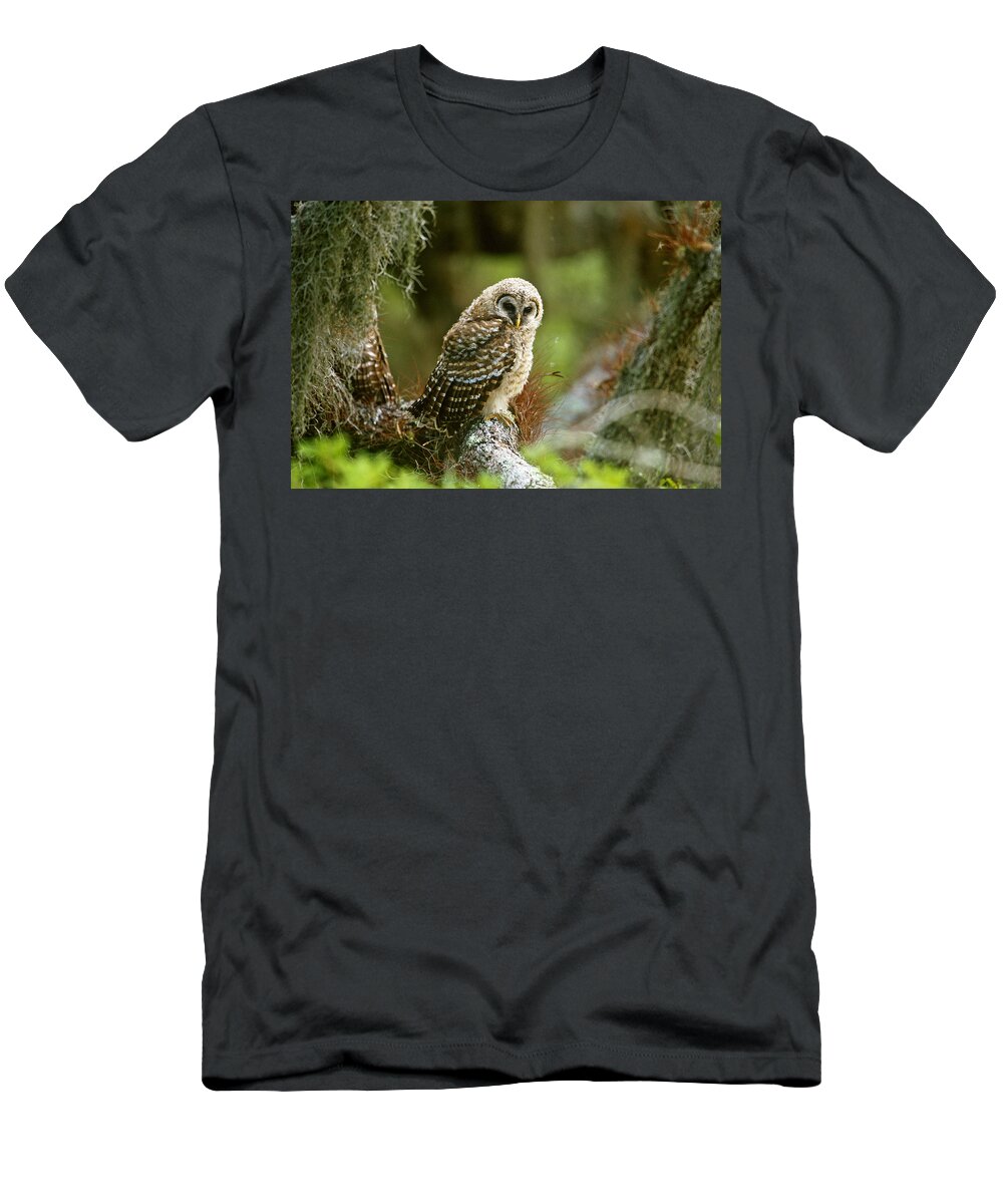 Barred Owl T-Shirt featuring the photograph Barred Owl Fledgling by Paul J. Fusco