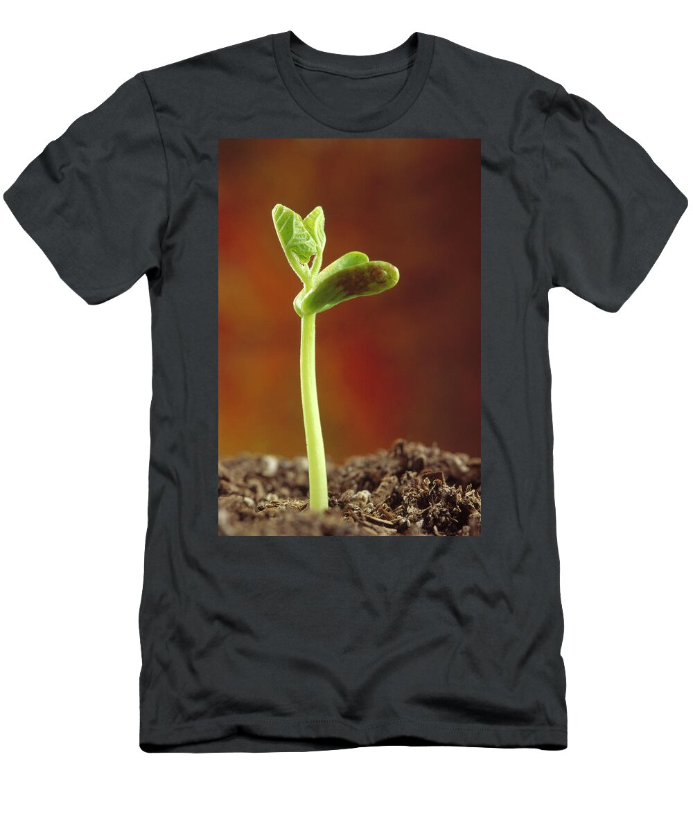 00202280 T-Shirt featuring the photograph Bean Phaseolus Hybrid Seedling by Gerry Ellis