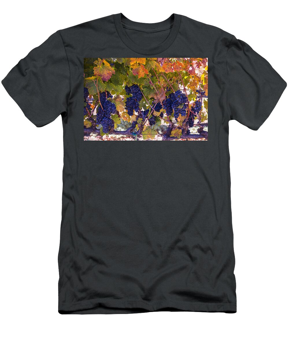 Grapes T-Shirt featuring the photograph Beautiful Grape Harvest by Garry Gay