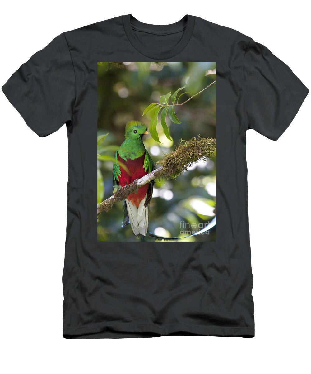 Bird T-Shirt featuring the photograph Beautiful Quetzal 1 by Heiko Koehrer-Wagner