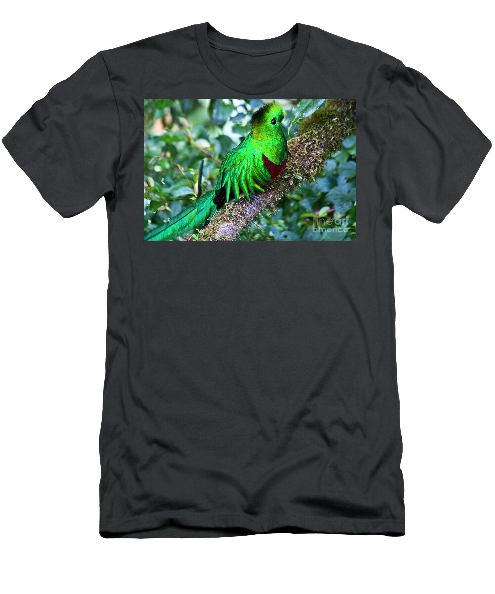 Bird T-Shirt featuring the photograph Beautiful Quetzal 2 by Heiko Koehrer-Wagner