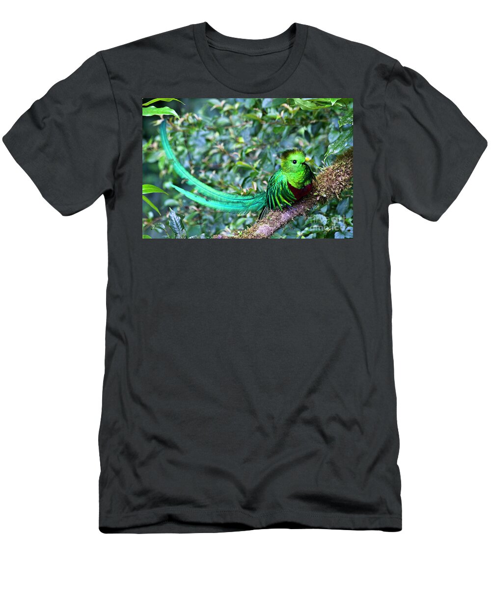 Bird T-Shirt featuring the photograph Beautiful Quetzal 3 by Heiko Koehrer-Wagner