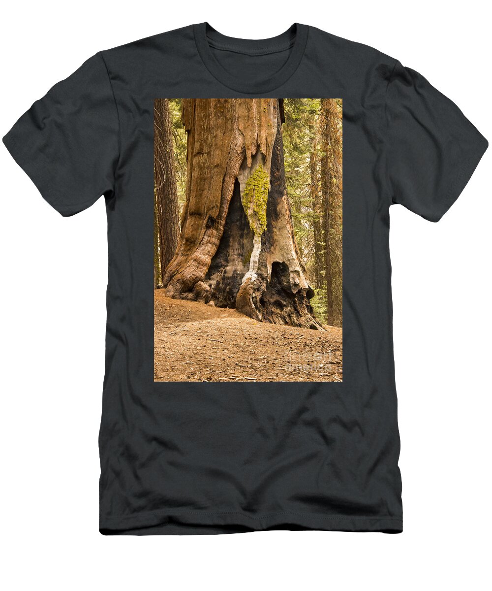 Giant Tree Trees Sequoia National Park California Parks Congress Trail Lightening Scar Burn Scars Odds And Ends Texture Textures Landscape Landscapes T-Shirt featuring the photograph Beautifully Aged by Bob Phillips