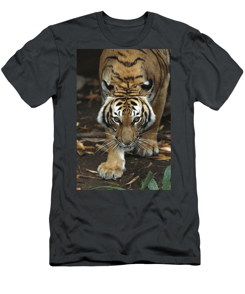 Feb0514 T-Shirt featuring the photograph Bengal Tiger Approaching by San Diego Zoo
