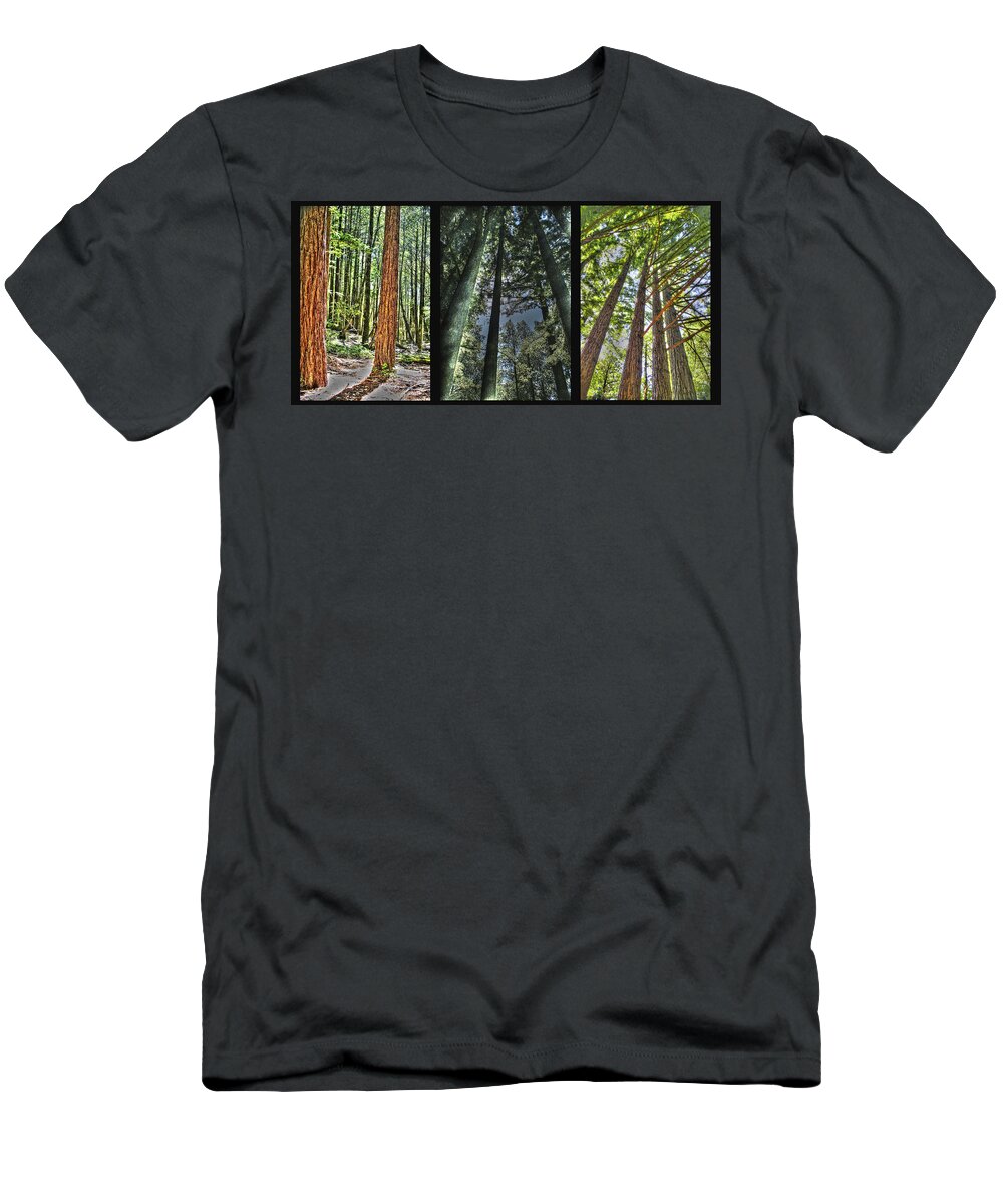 Basin T-Shirt featuring the photograph Big Basin Redwoods SP Panel by SC Heffner