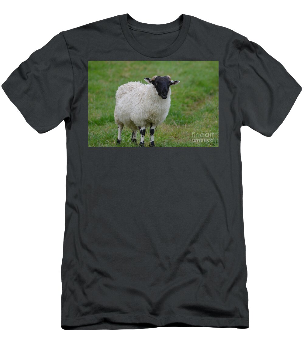 Highland Sheep T-Shirt featuring the photograph Black Faced Highland Sheep by DejaVu Designs